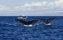 Researchers observing Humpback Whale (Megaptera novaeangliae) pair diving, Humpback Whale National Marine Sanctuary, Maui, Hawaii - notice must accompany publication; photo obtained under NMFS permit...
