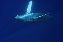 Humpback Whale (Megaptera novaeangliae) swimming upside down, Humpback Whale National Marine Sanctuary, Maui, Hawaii - notice must accompany publication; photo obtained under NMFS permit 0753-1599