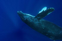 Humpback Whale (Megaptera novaeangliae) swimming upside-down, Humpback Whale National Marine Sanctuary, Maui, Hawaii - notice must accompany publication; photo obtained under NMFS permit 0753-1599