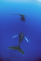 Humpback Whale (Megaptera novaeangliae) male escort and female, Humpback Whale National Marine Sanctuary, Maui, Hawaii - notice must accompany publication; photo obtained under NMFS permit 0753-1599