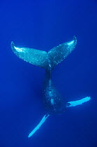 Humpback Whale (Megaptera novaeangliae) headstanding male singer, Humpback Whale National Marine Sanctuary, Maui, Hawaii - notice must accompany publication; photo obtained under NMFS permit 0753-1599