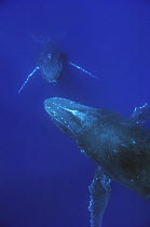 Humpback Whale (Megaptera novaeangliae) breath holding pair, Humpback Whale National Marine Sanctuary, Maui, Hawaii - notice must accompany publication; photo obtained under NMFS permit 0753-1599