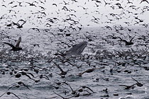Humpback Whale (Megaptera novaeangliae) with mixed flock of mostly Sooty Shearwaters (Puffinus griseus) feeding, Alaska
