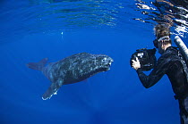 Humpback Whale (Megaptera novaeangliae) researcher Jason Sturgis filming friendly whale, Humpback Whale National Marine Sanctuary, Maui, Hawaii - notice must accompany publication; photo obtained unde...