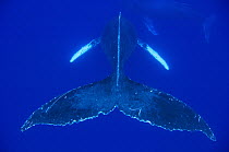 Humpback Whale (Megaptera novaeangliae) pair, Humpback Whale National Marine Sanctuary, Maui, Hawaii - notice must accompany publication; photo obtained under NMFS permit 0753-1599