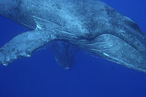 Humpback Whale (Megaptera novaeangliae) pair, Humpback Whale National Marine Sanctuary, Maui, Hawaii - notice must accompany publication; photo obtained under NMFS permit 0753-1599
