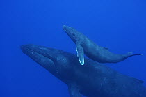 Humpback Whale (Megaptera novaeangliae) mother and calf, Humpback Whale National Marine Sanctuary, Maui, Hawaii - notice must accompany publication; photo obtained under NMFS permit 0753-1599