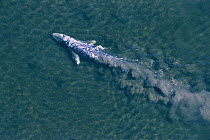 Gray Whale (Eschrichtius robustus) surfacing off of Vancouver Island leaving silty wake, Canada