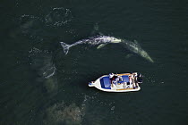 Gray Whale (Eschrichtius robustus) surfacing near private boat with people watching near Tofino, Vancouver Island, Canada