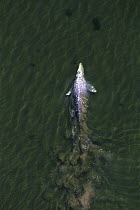 Gray Whale (Eschrichtius robustus) surfacing off of Vancouver Island leaving a silty wake, Canada