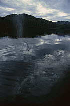 Gray Whale (Eschrichtius robustus) sufacing in Clayoquot Sound, Vancouver Island, Canada