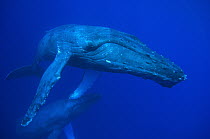 Humpback Whale (Megaptera novaeangliae) underwater, Hawaii Notice must accompany publication Photo obtained under NMFSPermit #753