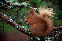Red squirrel {Sciurus vulgaris) in Scots pine tree Scotland