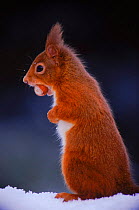 Red Squirrel {Sciurus vulgaris} with food in winter, Scotland