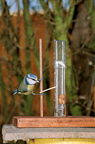 Blue tit moves matchstick to get peanut