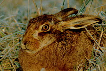 European / Brown hare resting (Lepus europaeus) Scotland