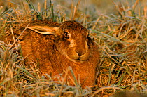 European / Brown hare resting, Scotland