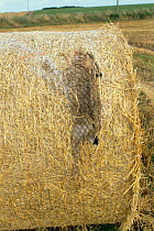 European hare {Lepus europaeus} caught in bale by straw baler. Scotland, UK