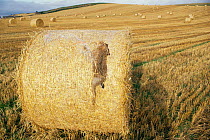 Dead European hare {Lepus europaeus} caught by baling machine in straw bale Scotland, UK