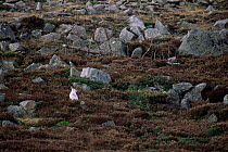 Mountain hare {Lepus timidus} in winter coat on mountainside, Scotland