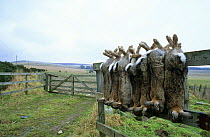 Rabbits hanging on fence, shot by gamekeeper (Oryctolagus cuniculus) Scotland