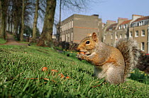 Grey squirrel in Brandon Hill Park, Bristol, England, UK