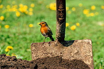 Robin {Erithacus rubecula} hunts for prey by garden spade