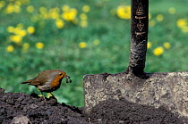 Robin {Erithacus rubecula) hunts for worms by garden spade. England, UK