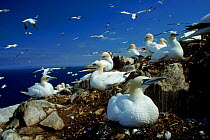 Gannet nesting colony, Bass Rock, UK