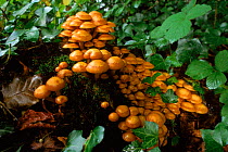 Pholiota fungus (Pholiota mutabilis) on rotting log. Bristol, England, UK, Europe.
