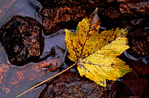Sycamore leaf (Acer pseudoplatanus). Scotland, UK, Europe
