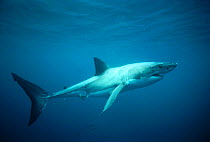 Great white shark, Dangerous Reef, Southern Australia