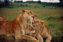 Lion {Panthera leo} female grooming juvenile, Masia Mara, Kenya, East Africa.