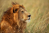 Male lion (Panthera leo) head portrait, Masai Mara, Kenya.