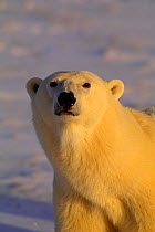 Polar bear head portrait (Ursus maritimus) Hudson Bay, Canada