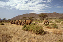 Elephants walking in line, Samburu NP, Kenya, East Africa