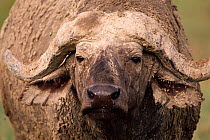 African buffalo {Syncerus caffer} male, Nakuru, Kenya, East Africa.
