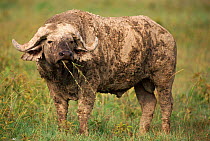 African buffalo {Syncerus caffer} male feeding, Nakuru, Kenya, East Africa