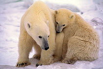 Polar bear {Ursus maritimus) mother and cub Hudson Bay, Canada.