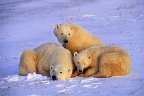 Polar bear mother and cubs Hudson Bay, Canada.