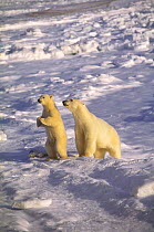 Polar bear (Ursus maritimus) mother and cub Hudson Bay, Canada.
