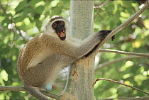 Vervet monkey (Chlorocebus / Cercopithecus aethiops) male in tree, Samburu Park, Kenya