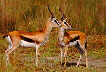 Thomson's gazelles, Nakuru, Kenya