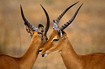 Impala {Aepyceros melampus} allogrooming, Samburu NP, Kenya