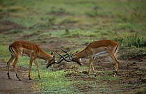Impalas {Aepyceros melampus} males sparring, Samburu NP, Kenya