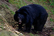 Asiatic black bear, Dudley Zoo, UK