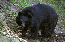 Asiatic black bear (Ursus thibetanus) Dudley Zoo, UK