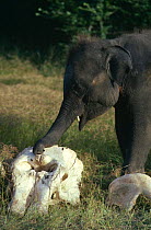 Young Indian elephant {Elephas maximus} investigating old skull bones of dead elephant, Sri Lanka
