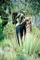 Spectacled bear (Tremarctos ornatus) eating puya plant, South America