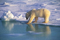 Polar bear testing ice with with paw, Hudson Bay, Canada.